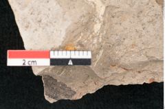 Foto (Detailansicht) von Banksia haeringiana Ettingshausen (NHMW-GEO-2024-0188-7936)